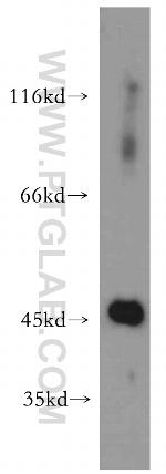 TDP-43 Antibody in Western Blot (WB)