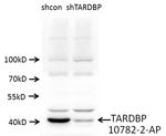 TDP-43 Antibody in Western Blot (WB)