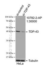 TDP-43 Antibody in Western Blot (WB)