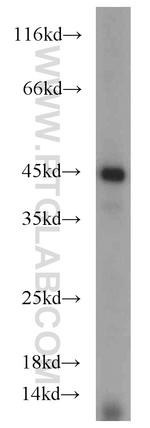 TDP-43 Antibody in Western Blot (WB)