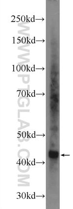 TDP-43 Antibody in Western Blot (WB)