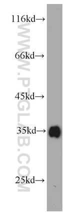 Bcl-XL Antibody in Western Blot (WB)