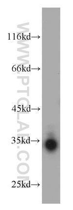 Bcl-XL Antibody in Western Blot (WB)