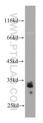 Bcl-XL Antibody in Western Blot (WB)