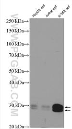 Bcl-XL Antibody in Western Blot (WB)