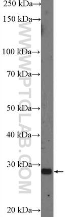 Bcl-XL Antibody in Western Blot (WB)