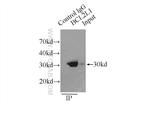 Bcl-XL Antibody in Immunoprecipitation (IP)