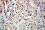 TRIM9 Antibody in Immunohistochemistry (Paraffin) (IHC (P))