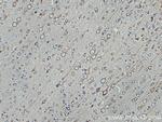 TRIM9 Antibody in Immunohistochemistry (Paraffin) (IHC (P))