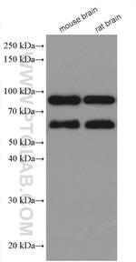 TRIM9 Antibody in Western Blot (WB)