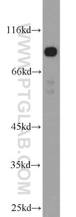 TRIM9 Antibody in Western Blot (WB)