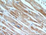 Prohibitin Antibody in Immunohistochemistry (Paraffin) (IHC (P))