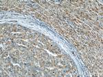 Prohibitin Antibody in Immunohistochemistry (Paraffin) (IHC (P))