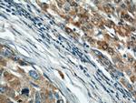 Prohibitin Antibody in Immunohistochemistry (Paraffin) (IHC (P))