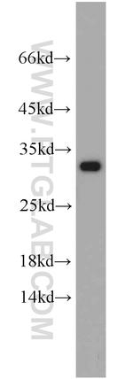 Prohibitin Antibody in Western Blot (WB)