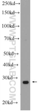 Prohibitin Antibody in Western Blot (WB)