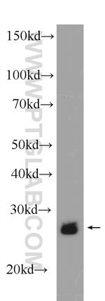 Prohibitin Antibody in Western Blot (WB)