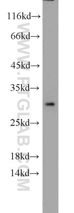 Prohibitin Antibody in Western Blot (WB)