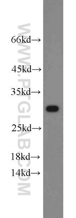 Prohibitin Antibody in Western Blot (WB)