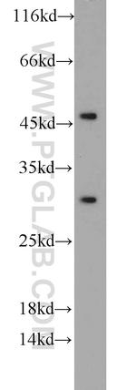 Prohibitin Antibody in Western Blot (WB)