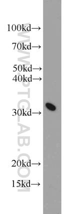 Prohibitin Antibody in Western Blot (WB)