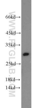 Prohibitin Antibody in Western Blot (WB)