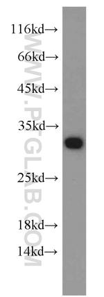 Prohibitin Antibody in Western Blot (WB)