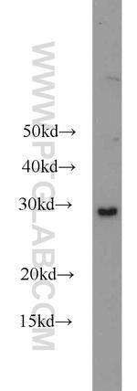 Prohibitin Antibody in Western Blot (WB)