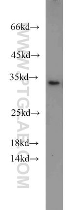 Prohibitin Antibody in Western Blot (WB)