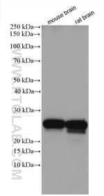 RAB3C Antibody in Western Blot (WB)