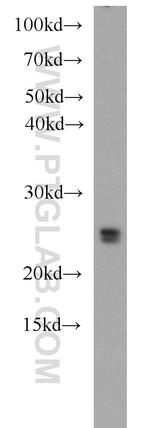 RAB3C Antibody in Western Blot (WB)