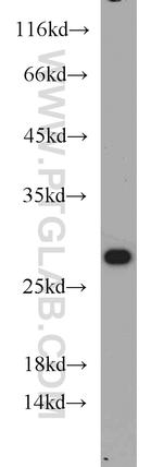 RAB3C Antibody in Western Blot (WB)