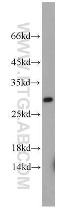 RAB3C Antibody in Western Blot (WB)