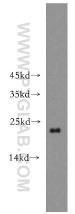 ARF1 Antibody in Western Blot (WB)