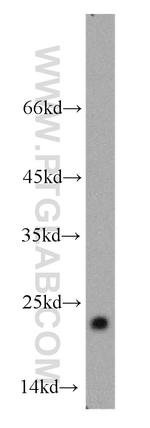 ARF1 Antibody in Western Blot (WB)