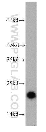 ARF1 Antibody in Western Blot (WB)