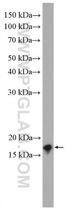 ARF1 Antibody in Western Blot (WB)