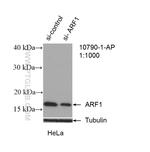 ARF1 Antibody in Western Blot (WB)