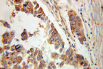 Alpha adducin Antibody in Immunohistochemistry (Paraffin) (IHC (P))