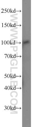 MTHFD1 Antibody in Western Blot (WB)