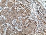 Sestrin 2 Antibody in Immunohistochemistry (Paraffin) (IHC (P))