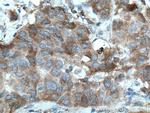 Sestrin 2 Antibody in Immunohistochemistry (Paraffin) (IHC (P))