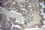 Sestrin 2 Antibody in Immunohistochemistry (Paraffin) (IHC (P))