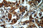 Sestrin 2 Antibody in Immunohistochemistry (Paraffin) (IHC (P))