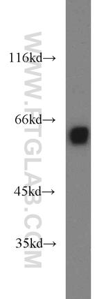 Sestrin 2 Antibody in Western Blot (WB)