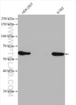 Sestrin 2 Antibody in Western Blot (WB)