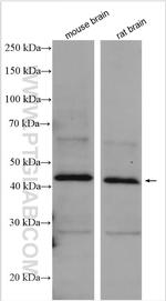 CNTFR Antibody in Western Blot (WB)