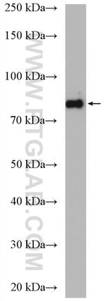 TRIP10 Antibody in Western Blot (WB)