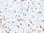 CFTR (Cystic Fibrosis Transmembrane Conductance Regulator) Antibody in Immunohistochemistry (Paraffin) (IHC (P))