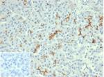 CFTR (Cystic Fibrosis Transmembrane Conductance Regulator) Antibody in Immunohistochemistry (Paraffin) (IHC (P))